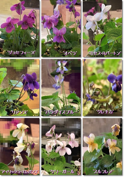 ニオイスミレ すみれ想