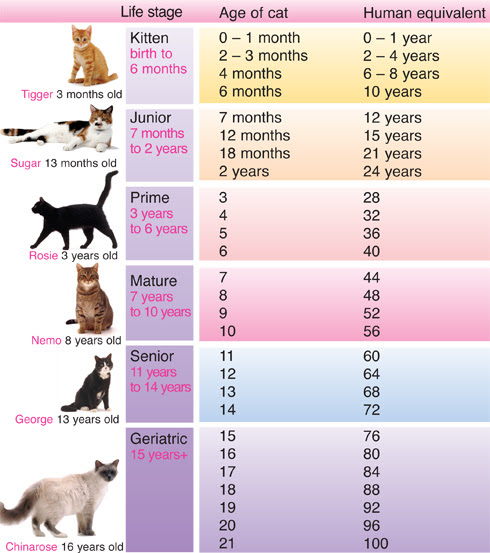 Quel Est L Age De Mon Chat En Equivalent Humain