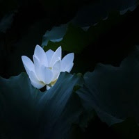 最漂亮的白莲花头像图片 微信头像图片大全
