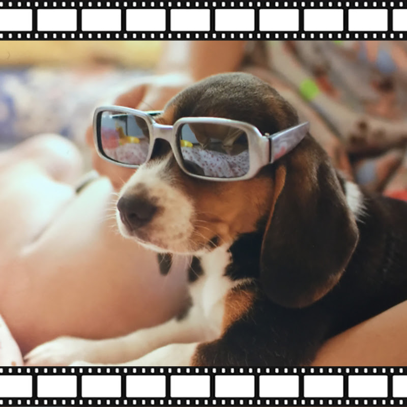 笑える 泣ける 癒される 今 あなたに観て欲しいおすすめ犬映画5選 犬の総合情報サイト ペットスマイルニュースforワンちゃん