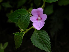 DSCN0449