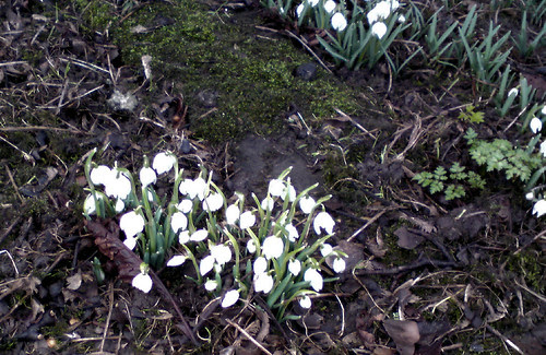 Snowdrops