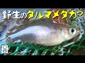 70以上 めだか 野生 301468-メダカ 野生 捕獲