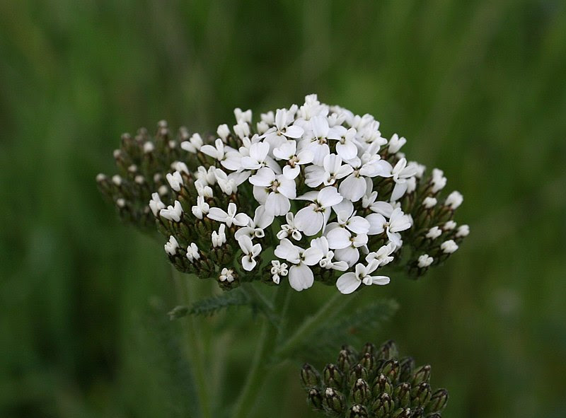 Milhojas Achillea millefolium File:Budding yarrow.jpg
