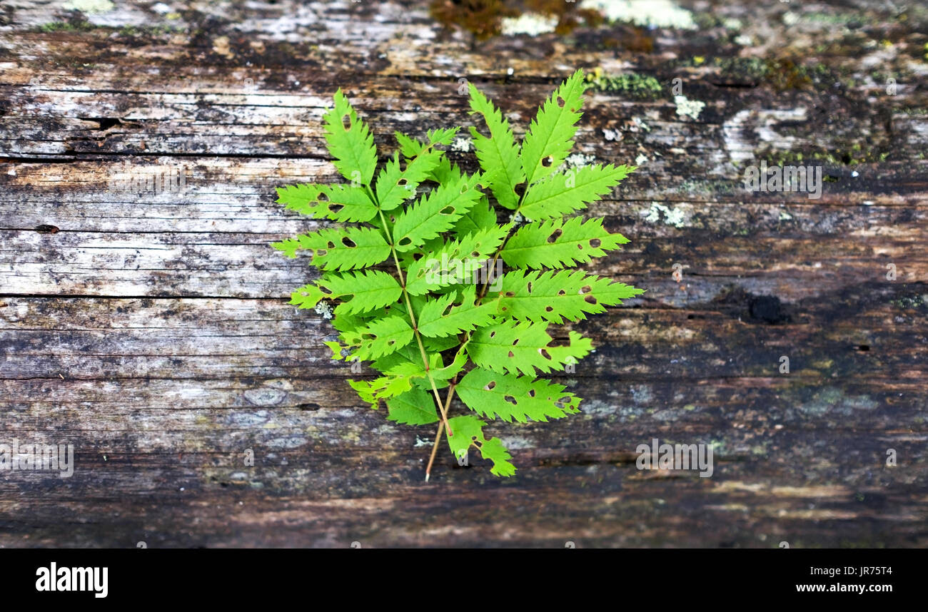 fern leaf on wooden background JR75T4