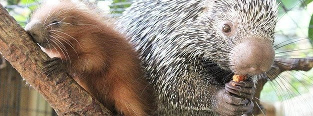 Clover was born to mother Zoey and father Mattie.