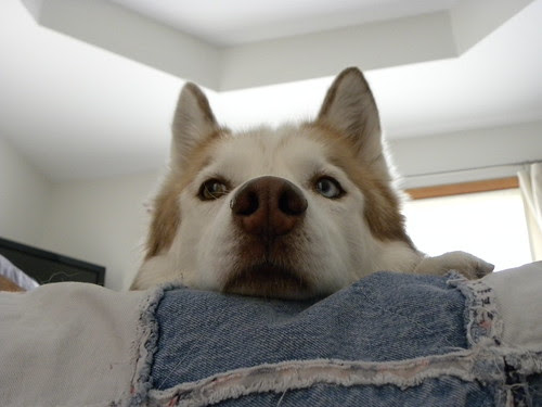 Zim on the Bed