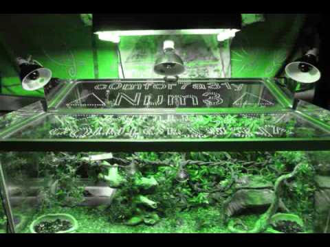 Red Tail Boa Enclosure Escaping Snakes pacman frog "The ...