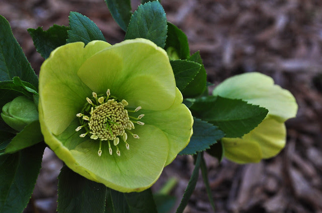 Helleborus x hybridus 'Spring Promise Sally'