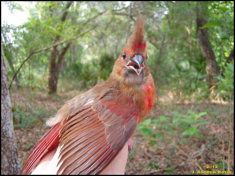 Northern Cardinal