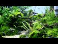 Aquascape "Naturalman Aquarium Design" 2014