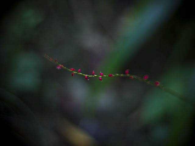 _9243247