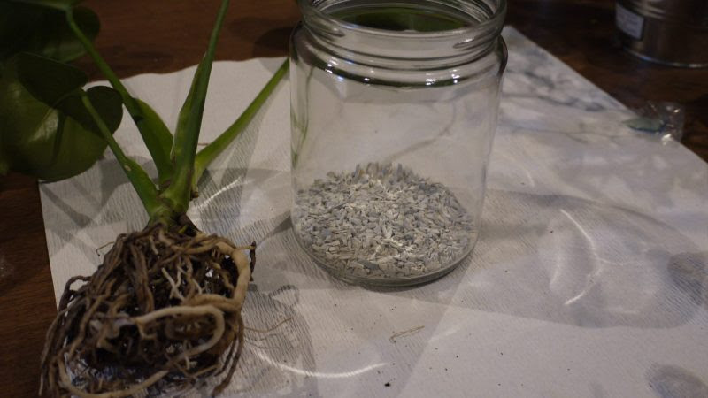 プロが伝授 モンステラの土植えからハイドロカルチャーへ植え替えるコツは ハイドロカルチャーで楽しもう