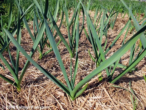 Garlic Bed Close Up 4-11-10