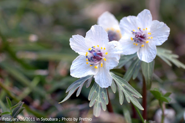 春を告げる花 節分草 I 写真共有サイト フォト蔵