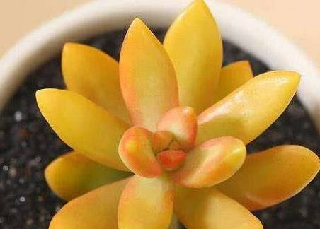 多肉铭月徒长怎么办 教你3个小妙招 轻松解决徒长植株更美观 多肉铭月怎样爆盆 恩芝网