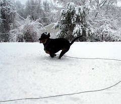 Lola_zipsnow2