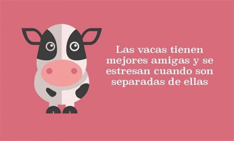 Follow the latest stories about animals near and far, including wildlife conservation, research news,. 15 curiosidades sobre animales en divertidas imÃ¡genes