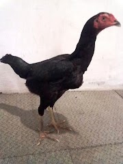 11+ Gambar Ayam Sisik Naga Tempur, Gambar Kekinian