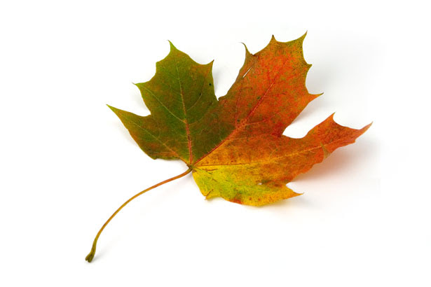 Maple Leaf