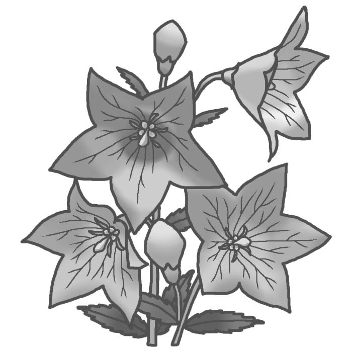 秋の花1 キキョウ 桔梗 1 モノクロ 花のイラスト 季節の花 お花と季節のお礼状