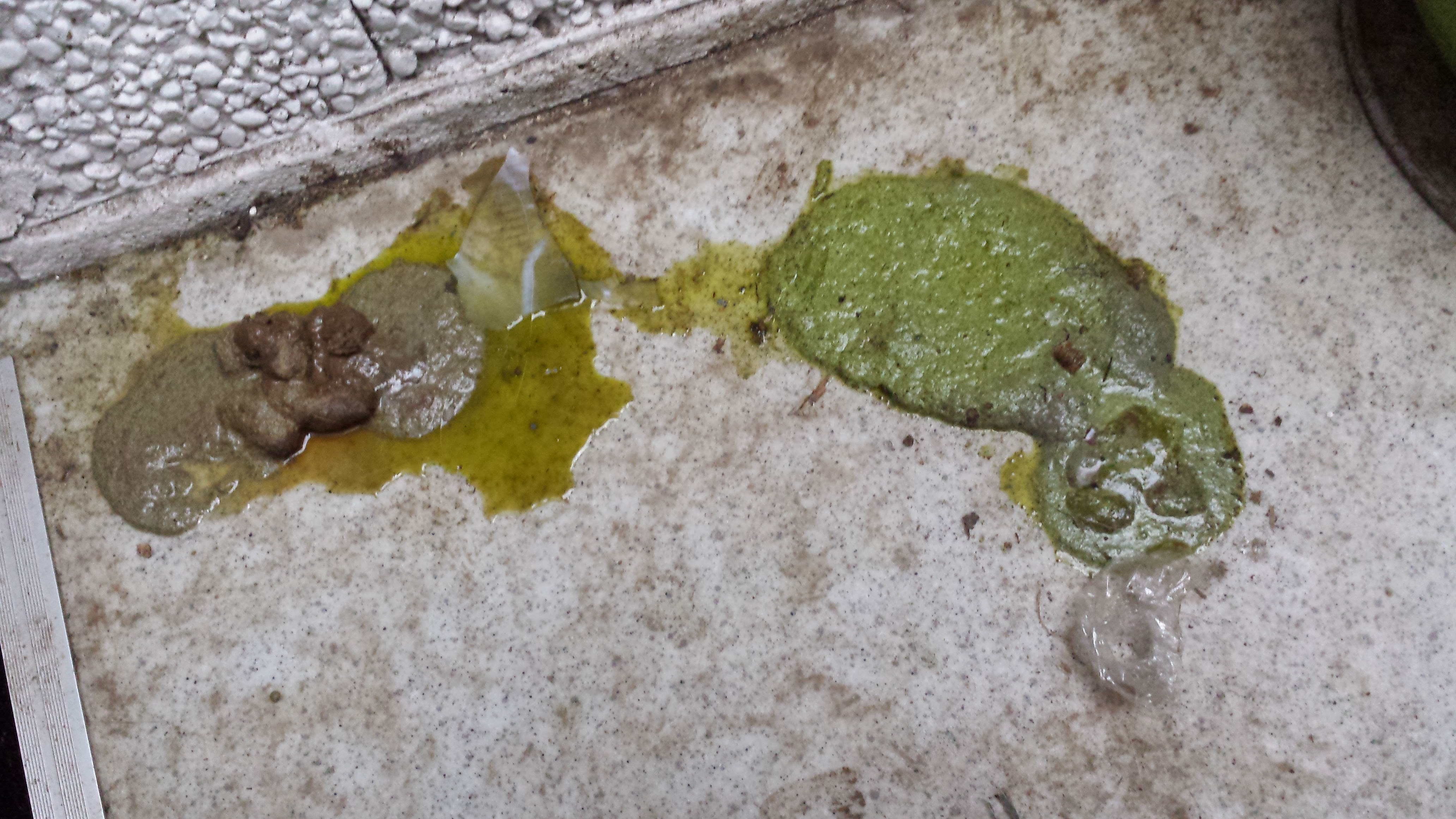 Cat Green Diarrhea Toxoplasmosis