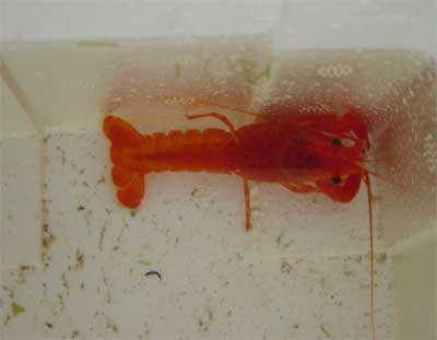 水槽の大掃除をしてザリガニ向きの砂利に交換 大人になって初めて飼ったペットはザリガニ