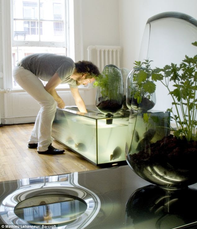 Using the principle of aquaponics, the fish and the plants can sustain ...