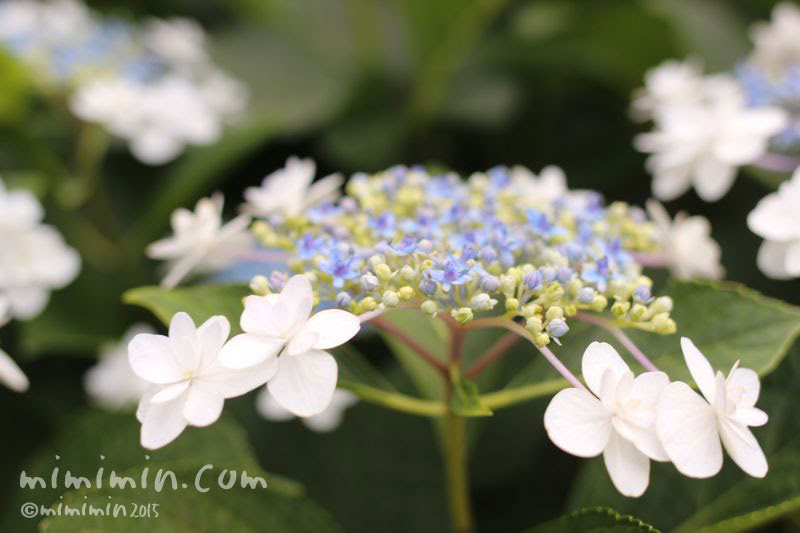 アジサイ 墨田の花火 花の写真 花言葉 みみみんブログ