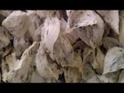 Most Wanted cara mengolah sarang semut untuk dikonsumsi most searching!