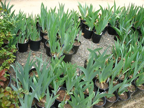 Gamble Garden plant sale (Palo Alto, CA)