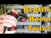 tours in iceland Reptile Room Tour!! Part 1