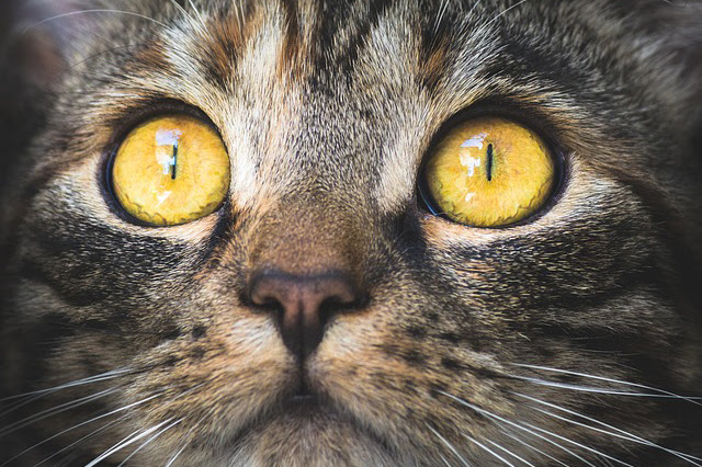 獣医師監修 猫のくしゃみの5大原因 病気と心配ない症状の見分け方は