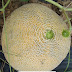 Ambrosia Hybrid Cantaloupe - Its flesh is very sweet, tender and pale orange in color with a flavor described as a.