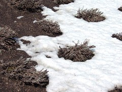 ラベンダーの冬支度 ふらのラベンダー情報