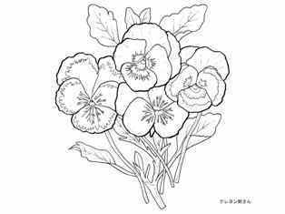 パンジーの植物画の塗り絵 季節の花 四季の花の大人の塗り絵