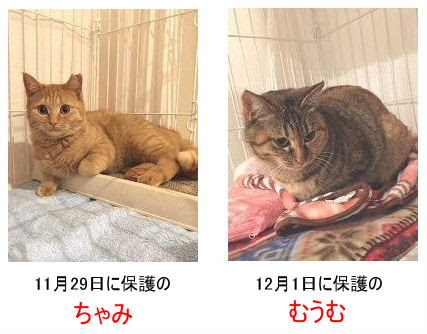 東奔西走 東の猫たち むうむとちゃみ ねこ藩