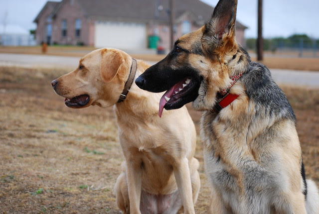 Best Dog trainer Killeen Texas | Flickr - Photo Sharing!