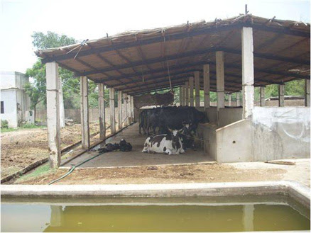 Shed Design For Dairy - D.I.Y Shed Plans
