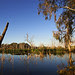 Gum Swamp, Forbes, New South Wales, Australia IMG_2224_Forbes