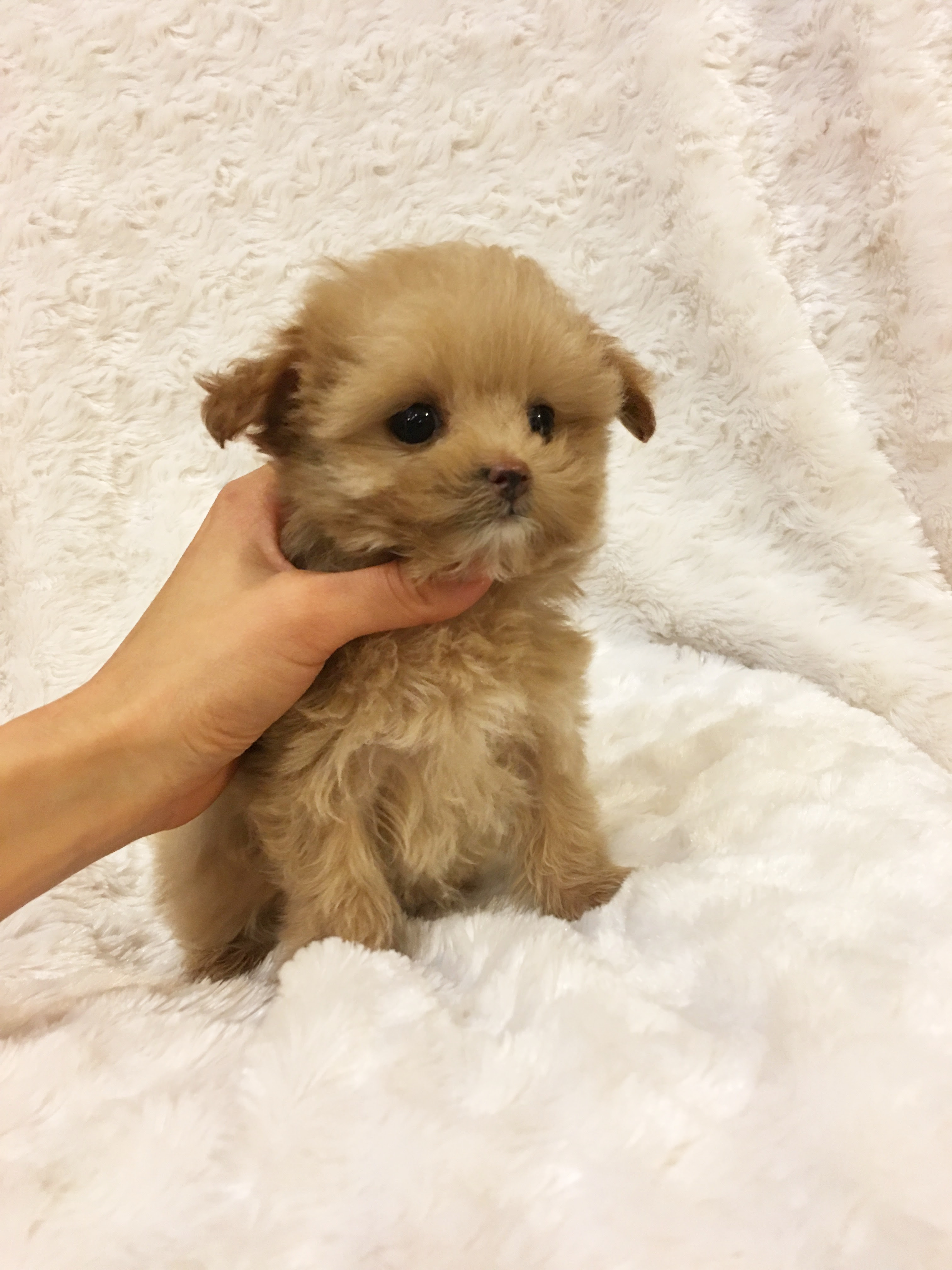 Teacup maltipoo puppy for sale California iHeartTeacups