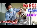 √ダウンロード japanese spitz dog grooming 177326