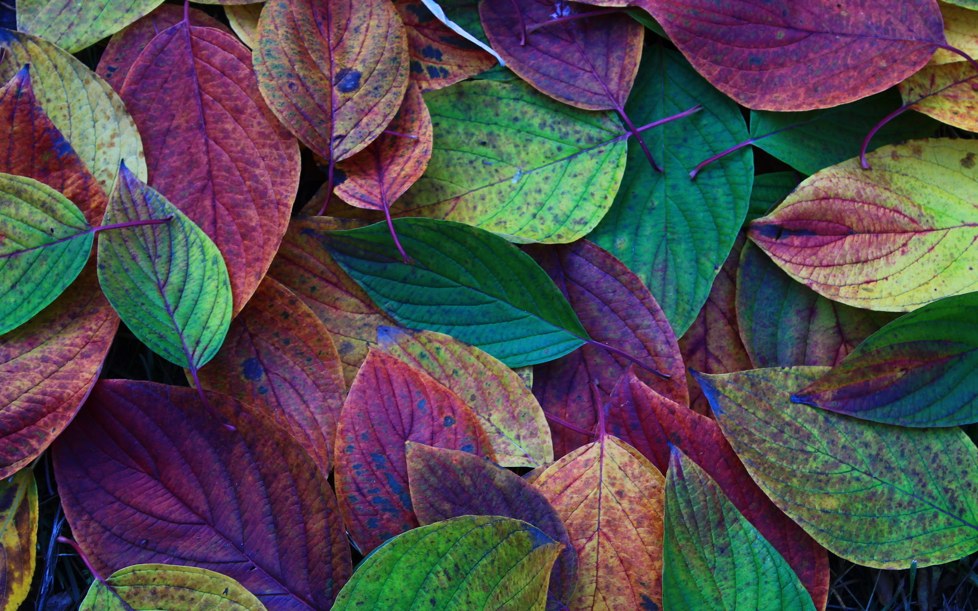 Autumn Leaves Desktop Backgrounds - Wallpaper, High ...