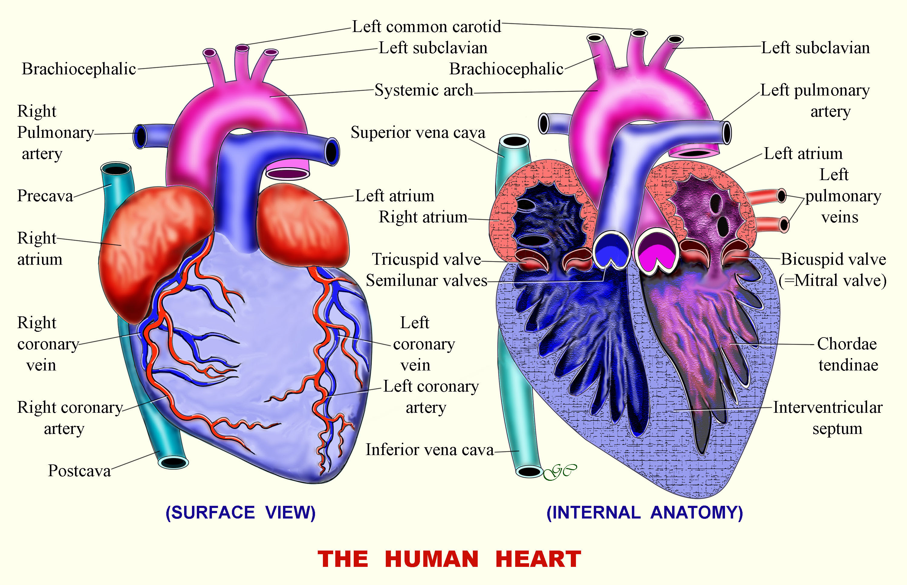 Free Circulatory System, Download Free Circulatory System png images ...