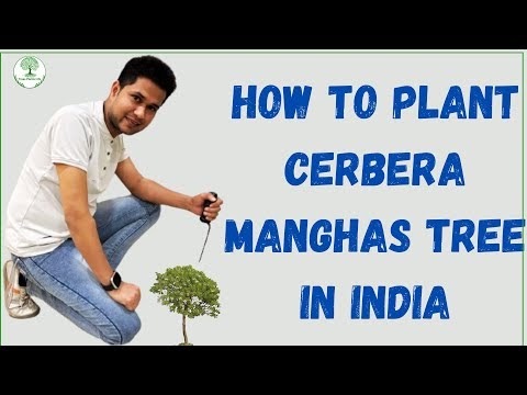 how to plant Cerbera manghas tree in India | about cerbera manghas tree ...