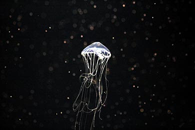 ココドコ クラゲの画像に関してはどこにも負けたくない