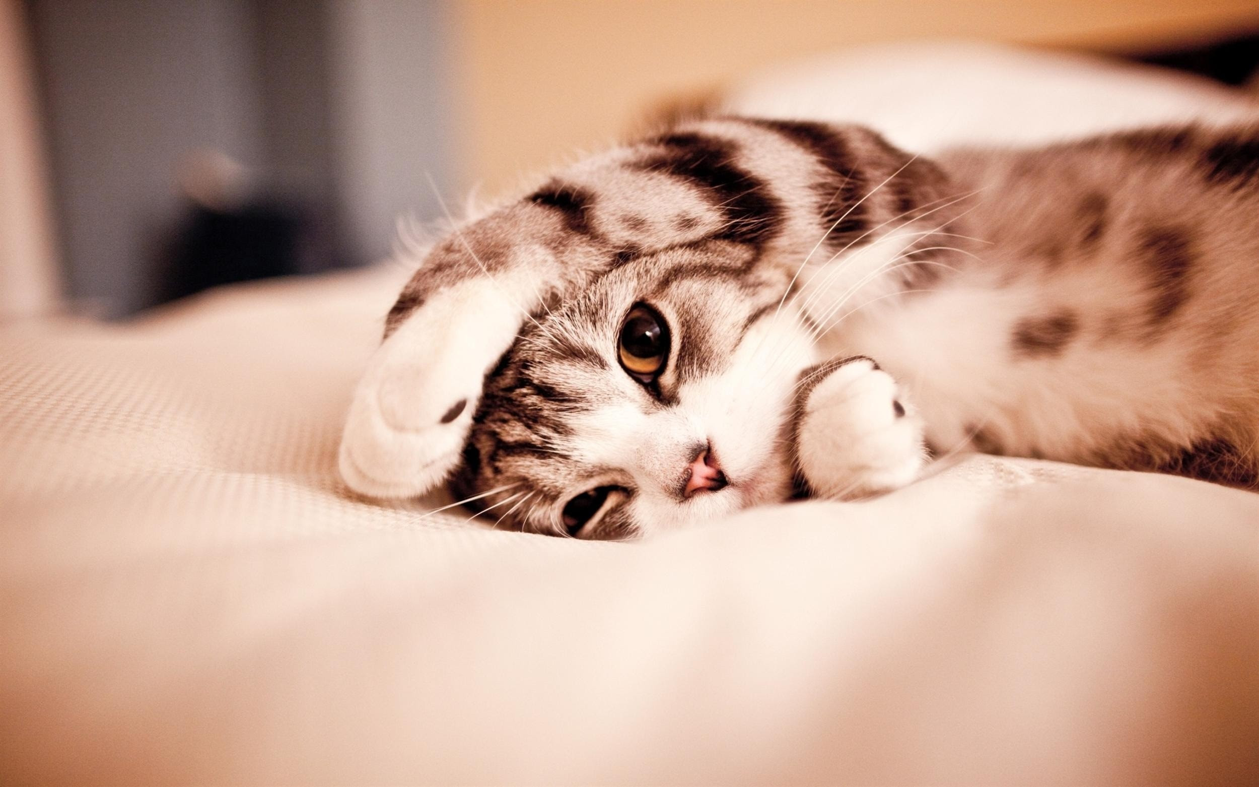 Cute Cat Wallpapers For Desktop 66 Images