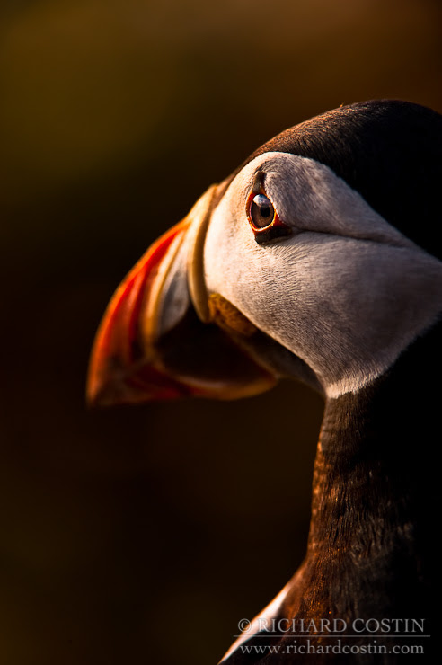 500px favs, rg443