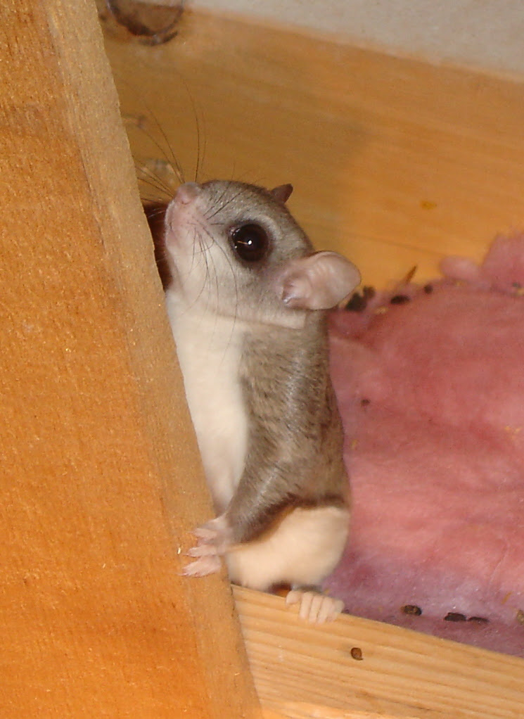 Squirrel Removal in Massachusetts  Squirrel Exterminators  How to Get Rid of Gray and Flying 