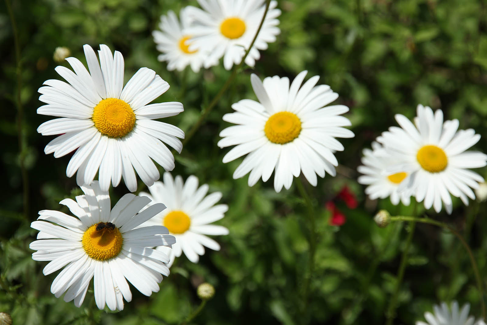 お花の写真集 シャスターデージー